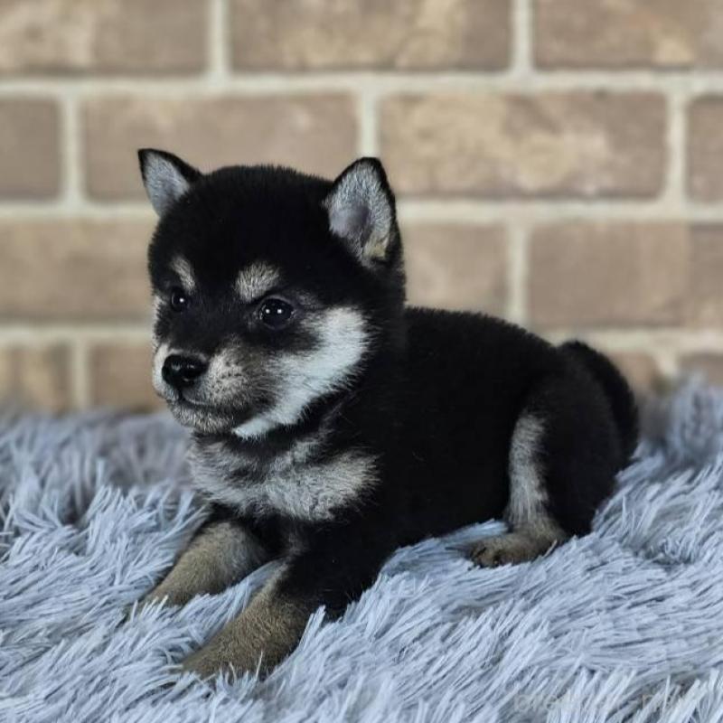 販売中の和歌山県の豆柴-443570の3枚目