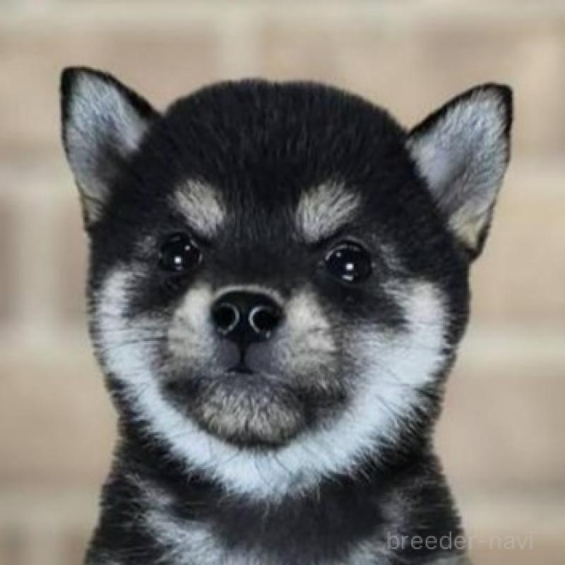 販売中の和歌山県の豆柴-443570