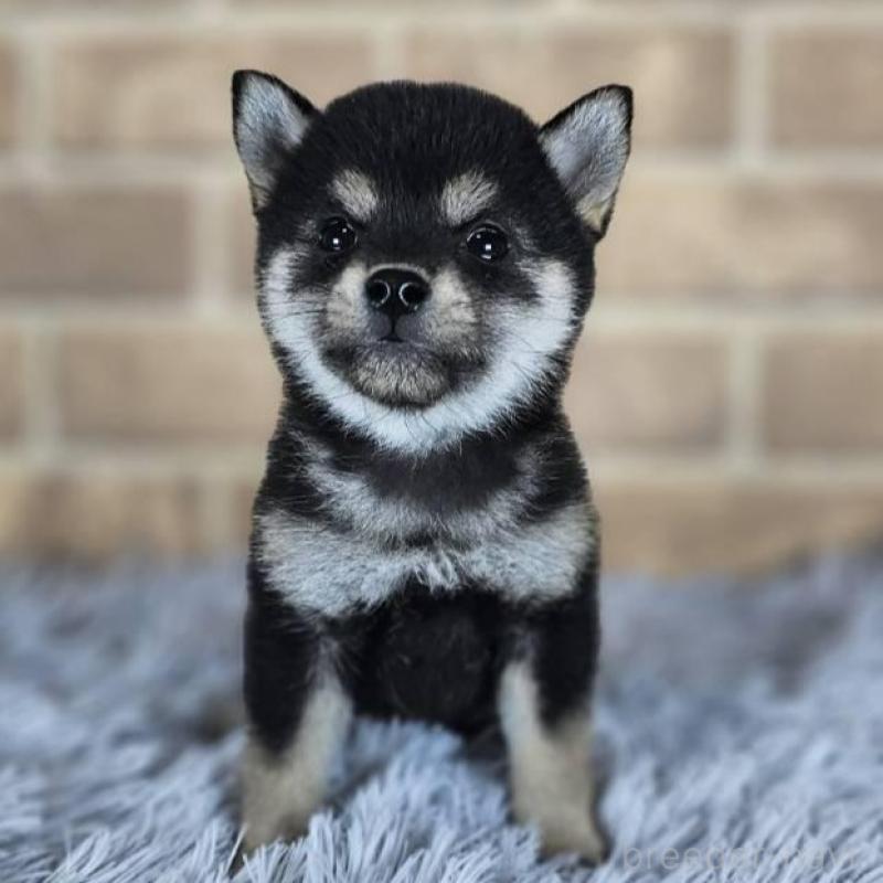 販売中の和歌山県の豆柴-443570の2枚目