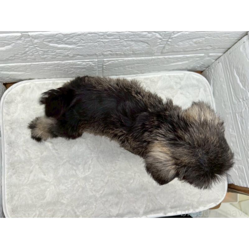 販売中の茨城県のミニチュアシュナウザー-443574の12枚目