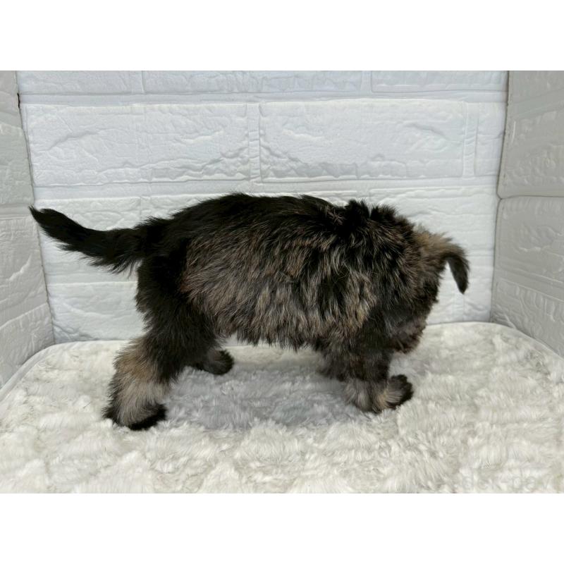 販売中の茨城県のミニチュアシュナウザー-443574の11枚目