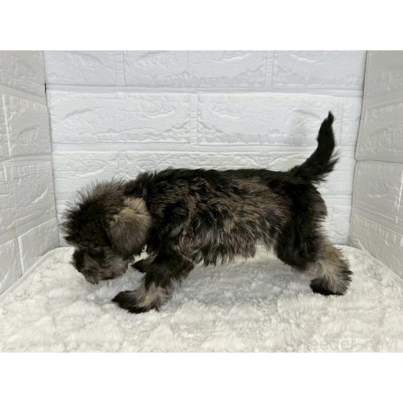 販売中の茨城県のミニチュアシュナウザー-443574の10枚目