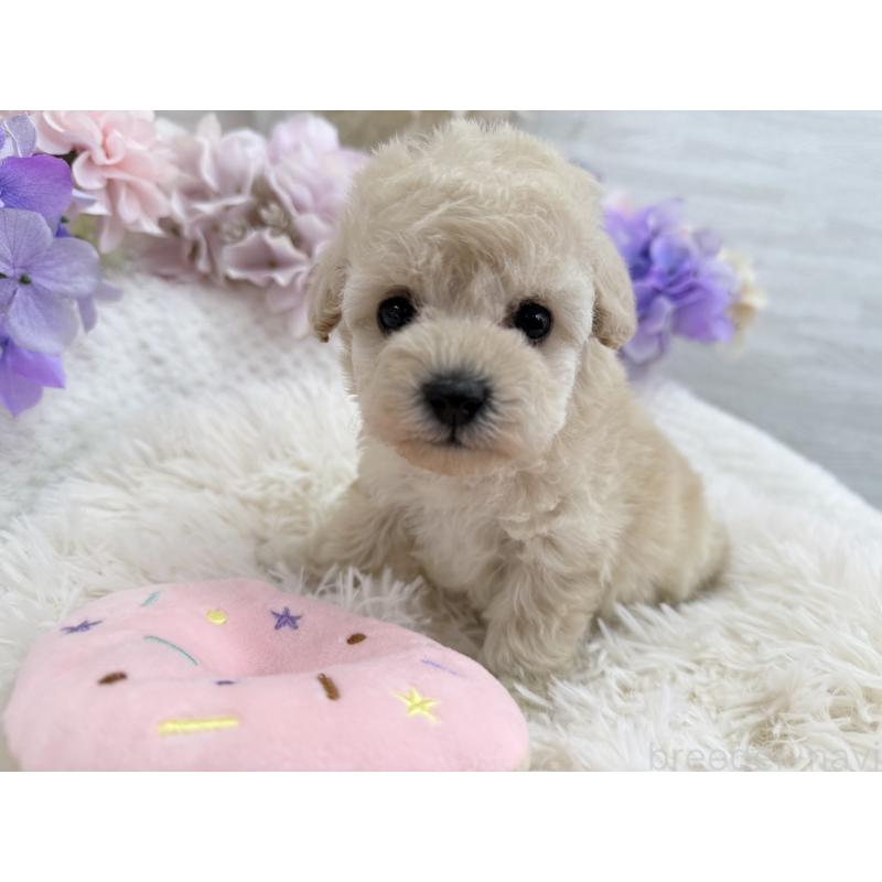 販売中の京都府のトイプードル-443575の7枚目