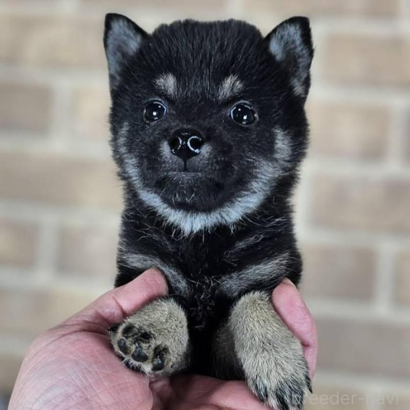 販売中の和歌山県の豆柴-443576の6枚目