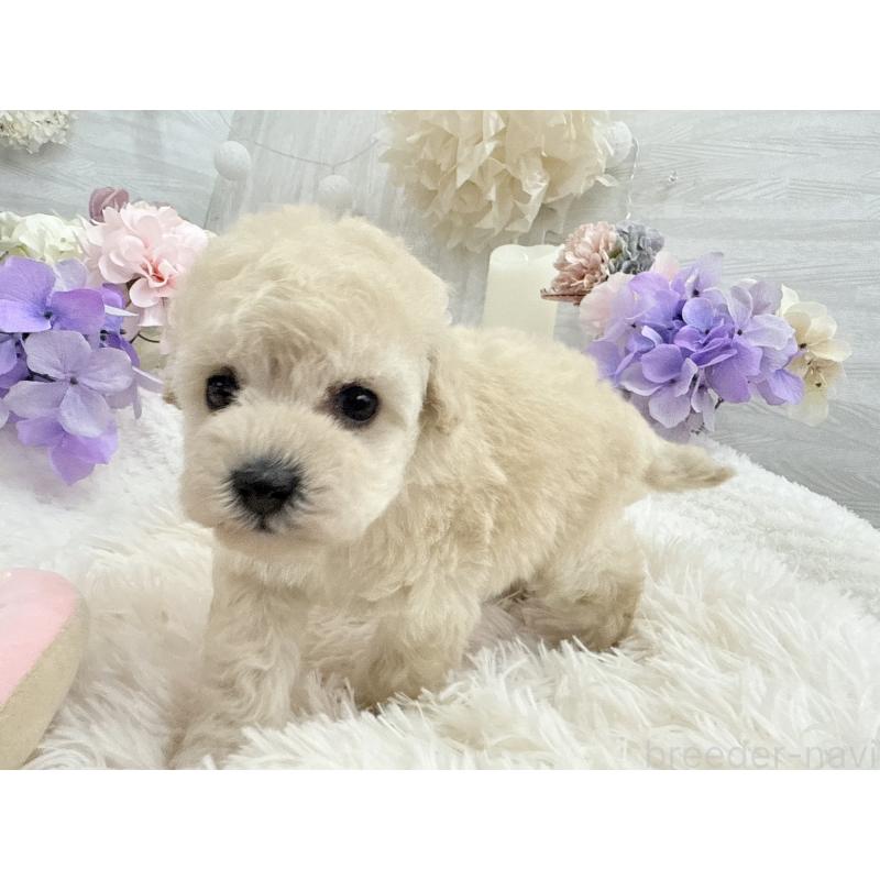 販売中の京都府のトイプードル-443575の6枚目