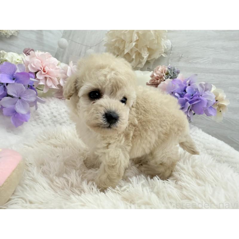 販売中の京都府のトイプードル-443575の5枚目