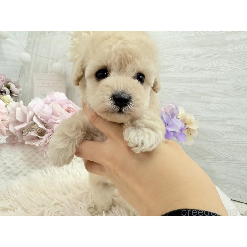 販売中の京都府のトイプードル-443575の4枚目