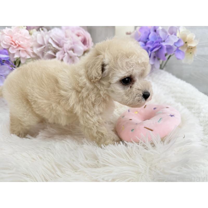 販売中の京都府のトイプードル-443575の3枚目