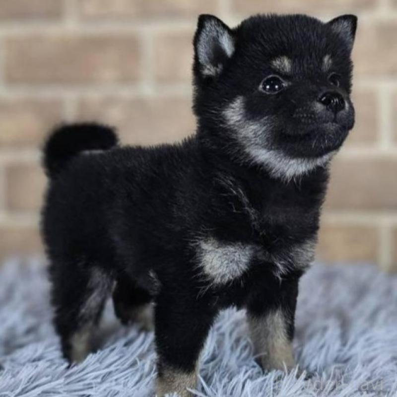 販売中の和歌山県の豆柴-443576の5枚目