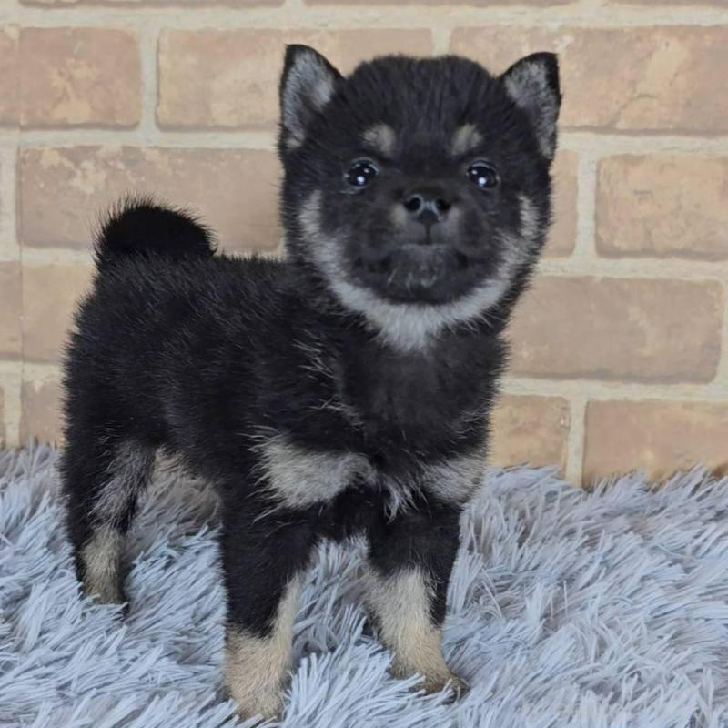 販売中の和歌山県の豆柴-443576の4枚目