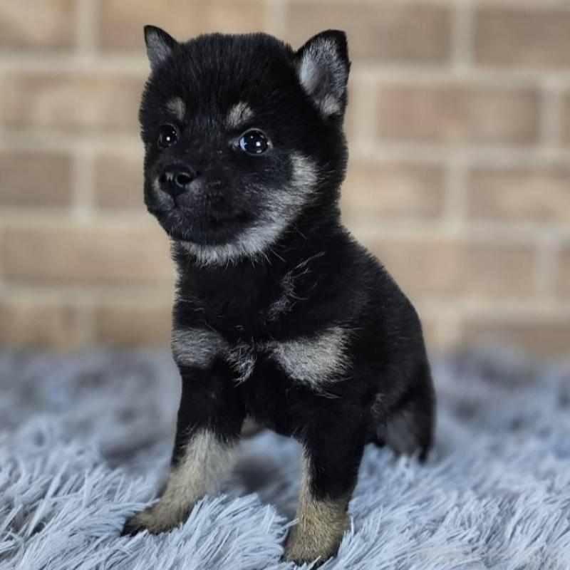 販売中の和歌山県の豆柴-443576の3枚目