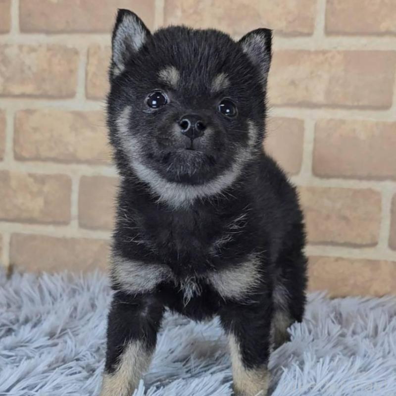 販売中の和歌山県の豆柴-443576の2枚目