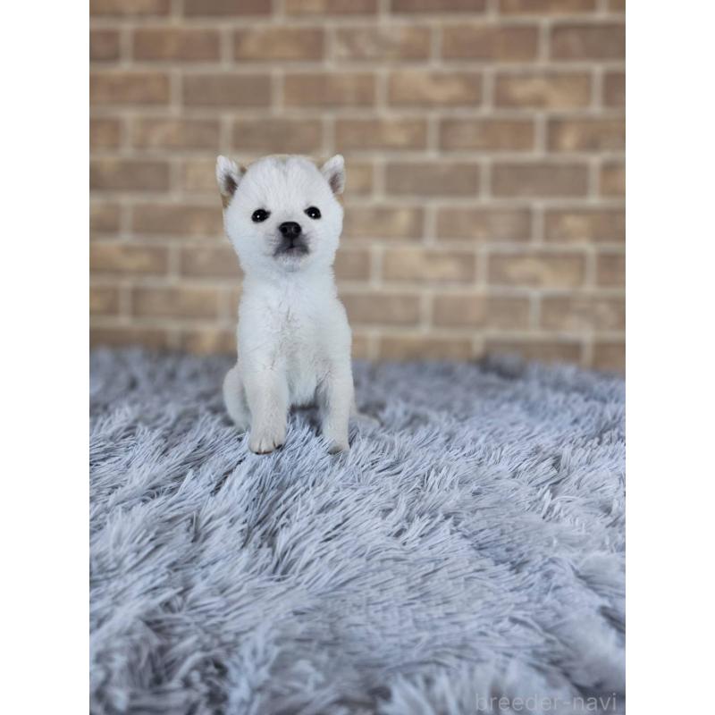 販売中の和歌山県の豆柴-443583の6枚目