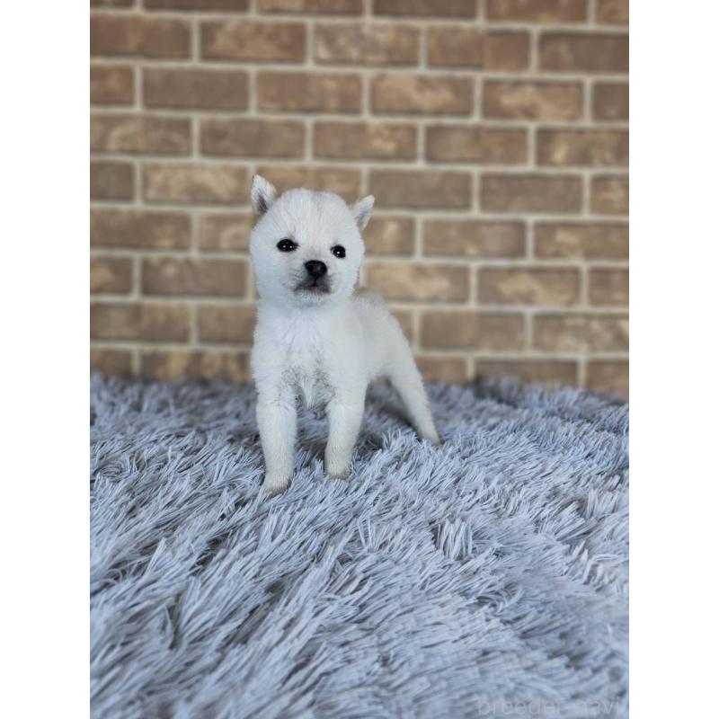 販売中の和歌山県の豆柴-443583の5枚目