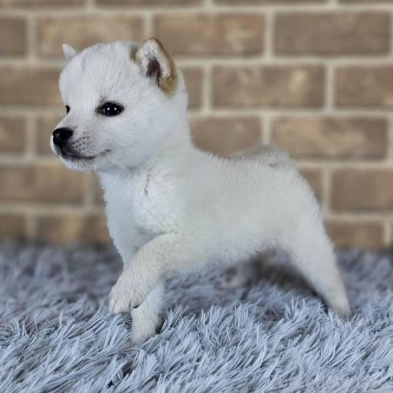 販売中の和歌山県の豆柴-443583の4枚目