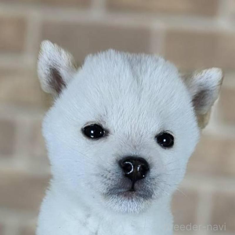 販売中の和歌山県の豆柴-443583の2枚目