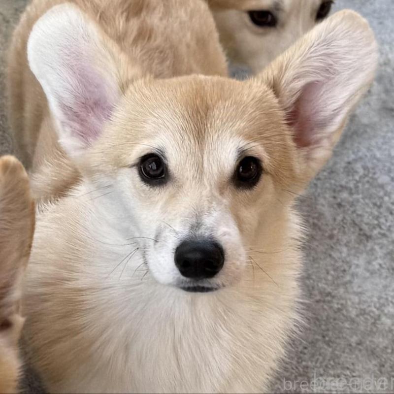 販売中の岡山県のウェルシュコーギーペンブローク-425401の6枚目