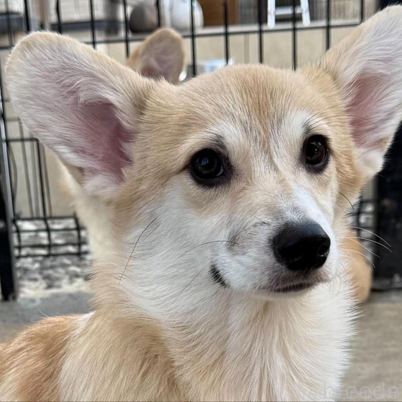 販売中の岡山県のウェルシュコーギーペンブローク-425401の5枚目