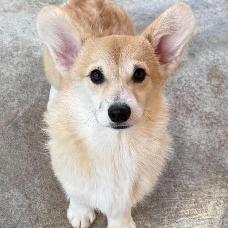 販売中の岡山県のウェルシュコーギーペンブローク-425401