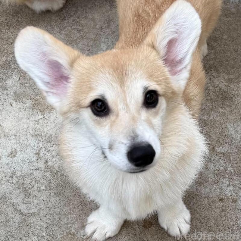 販売中の岡山県のウェルシュコーギーペンブローク-425401の2枚目