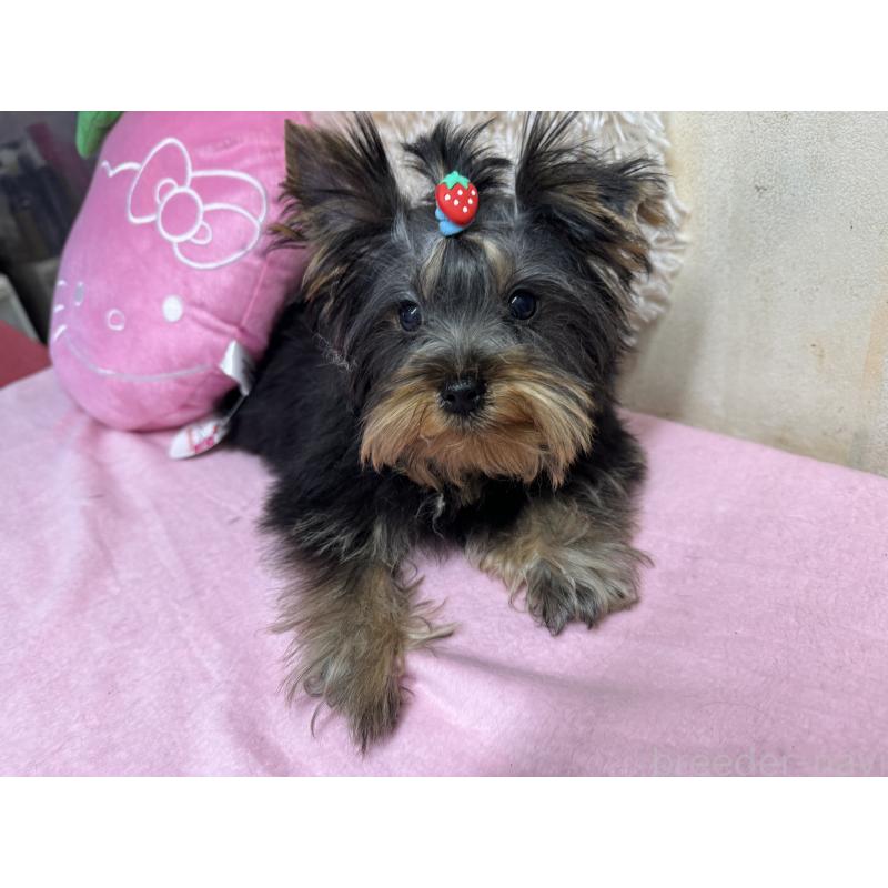 販売中の群馬県のヨークシャーテリア-443577の2枚目