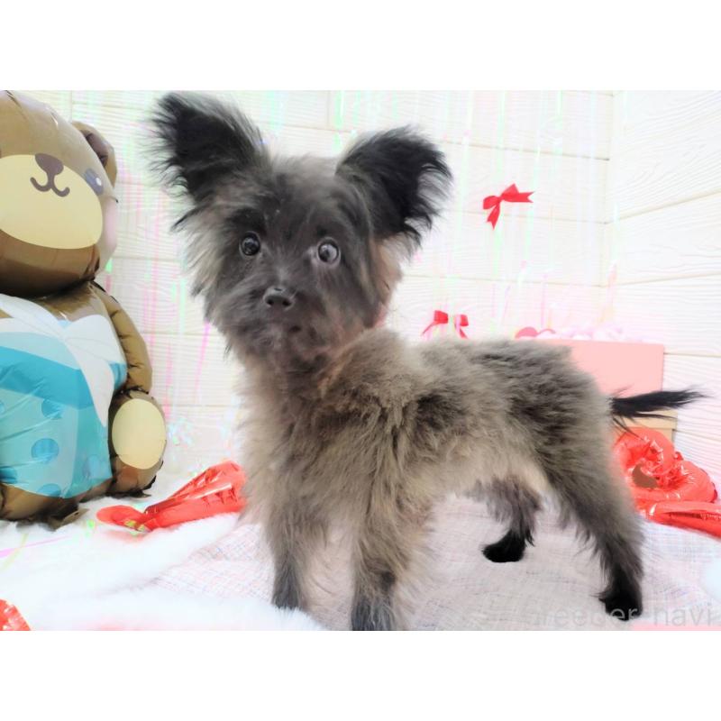 販売中の北海道のミックス犬-420292