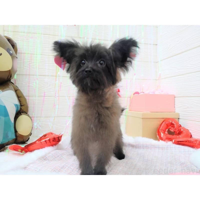 成約済の北海道のミックス犬-420292の5枚目