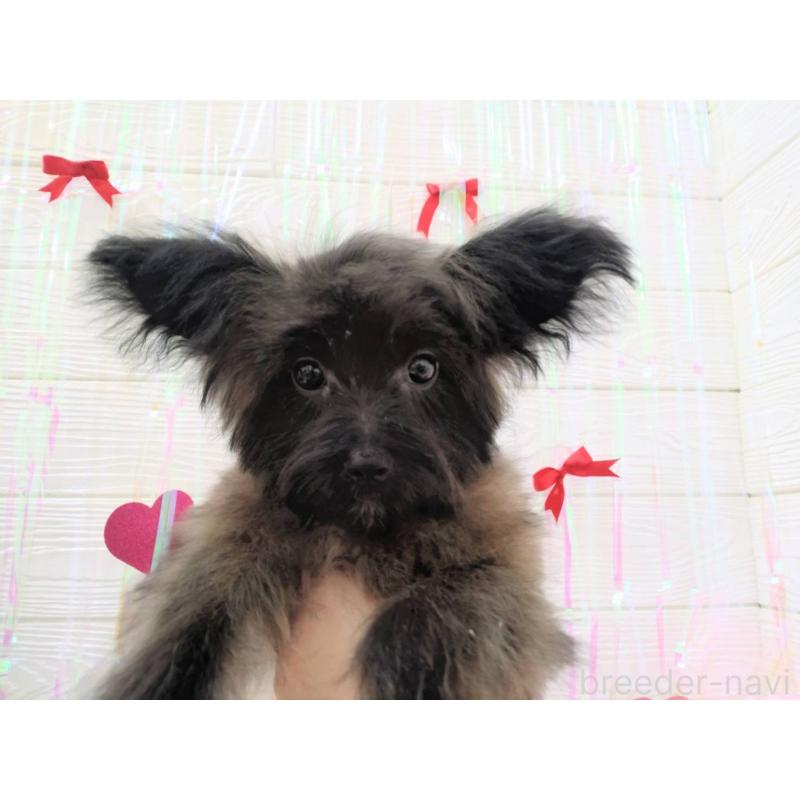 成約済の北海道のミックス犬-420292の4枚目