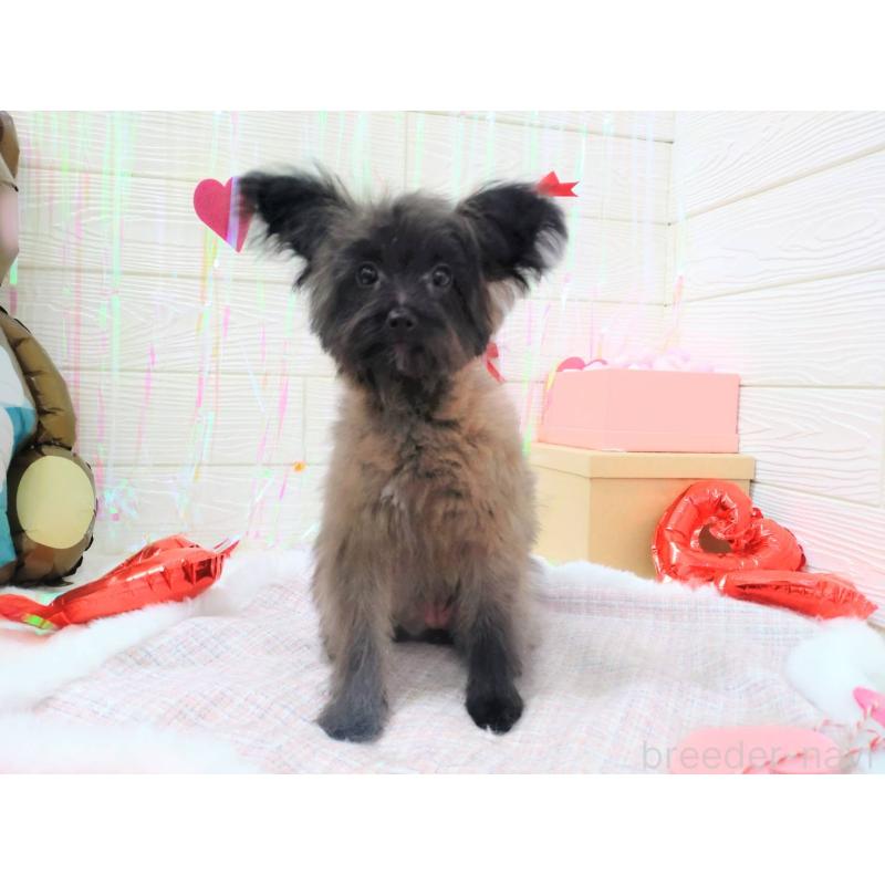 成約済の北海道のミックス犬-420292の3枚目