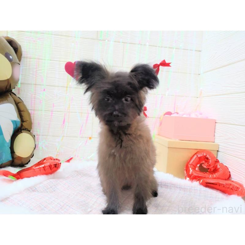 成約済の北海道のミックス犬-420292の2枚目