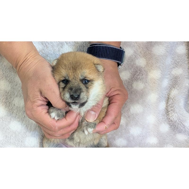 販売中の熊本県の豆柴-440782の22枚目