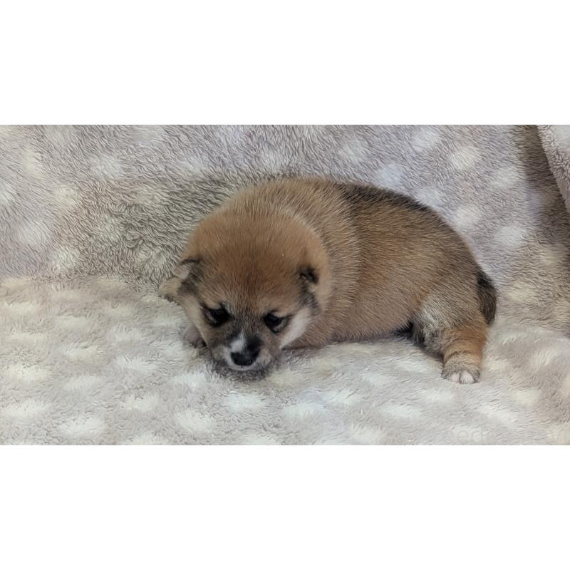 販売中の熊本県の豆柴-440085の26枚目