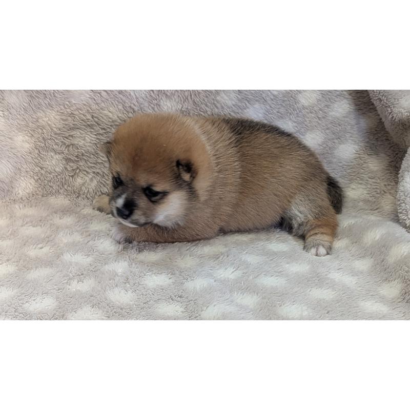 販売中の熊本県の豆柴-440085の25枚目