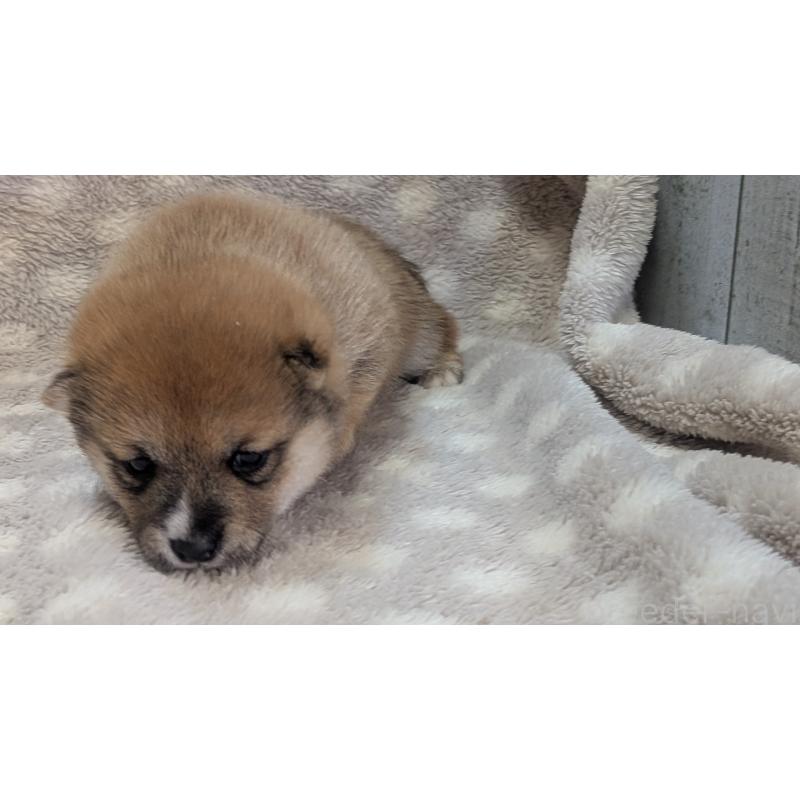 販売中の熊本県の豆柴-440085の24枚目