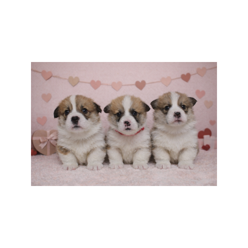 販売中の栃木県のウェルシュコーギーペンブローク-443584の5枚目