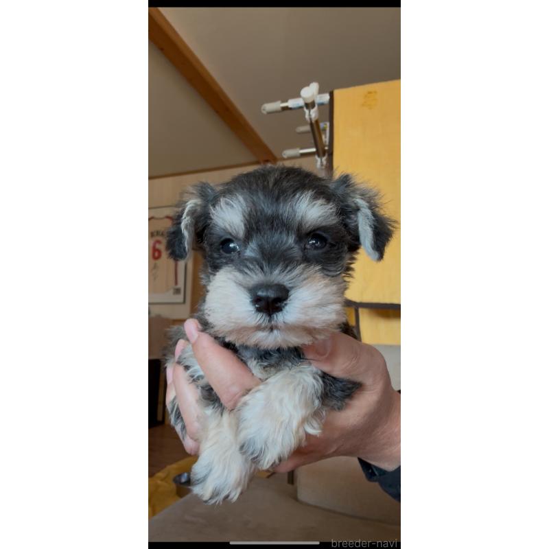 販売中の佐賀県のミニチュアシュナウザー-443585の6枚目