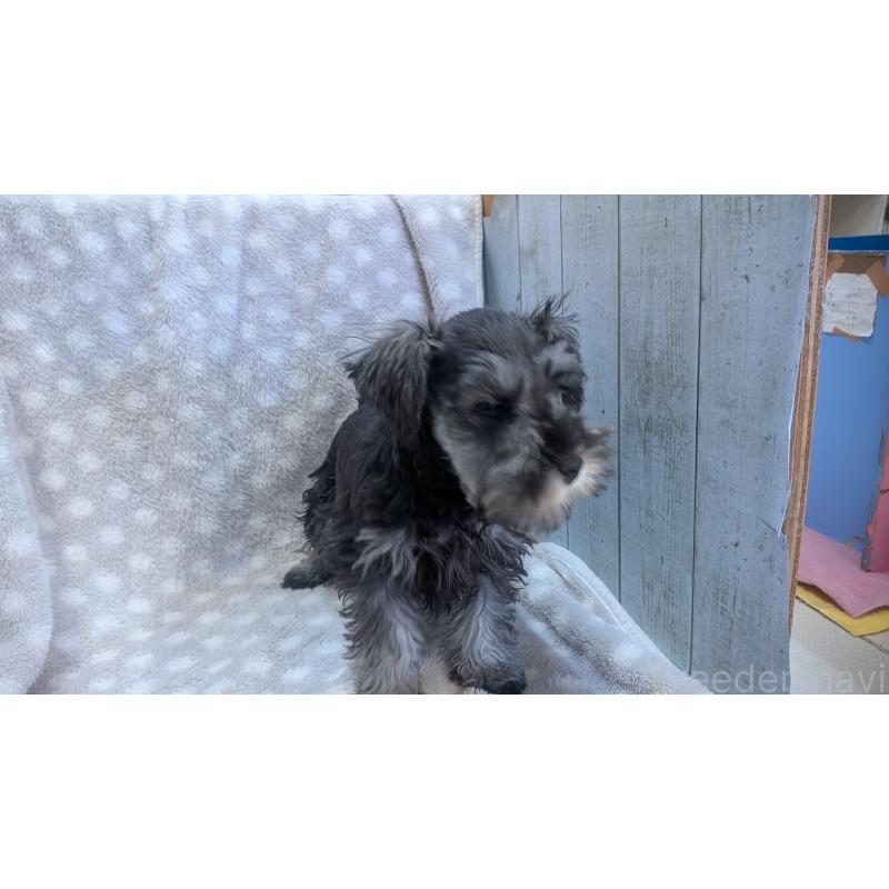 販売中の熊本県のミニチュアシュナウザー-435014の3枚目