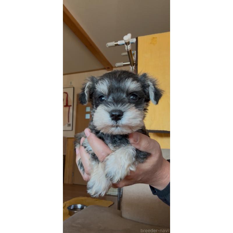販売中の佐賀県のミニチュアシュナウザー-443585の5枚目