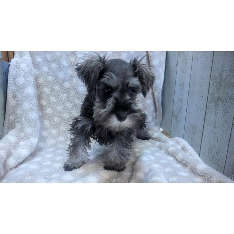 販売中の熊本県のミニチュアシュナウザー-435014の2枚目