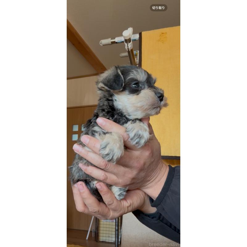 販売中の佐賀県のミニチュアシュナウザー-443585の4枚目