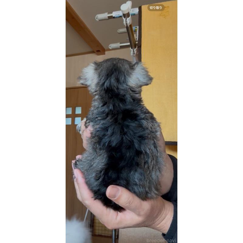 販売中の佐賀県のミニチュアシュナウザー-443585の3枚目