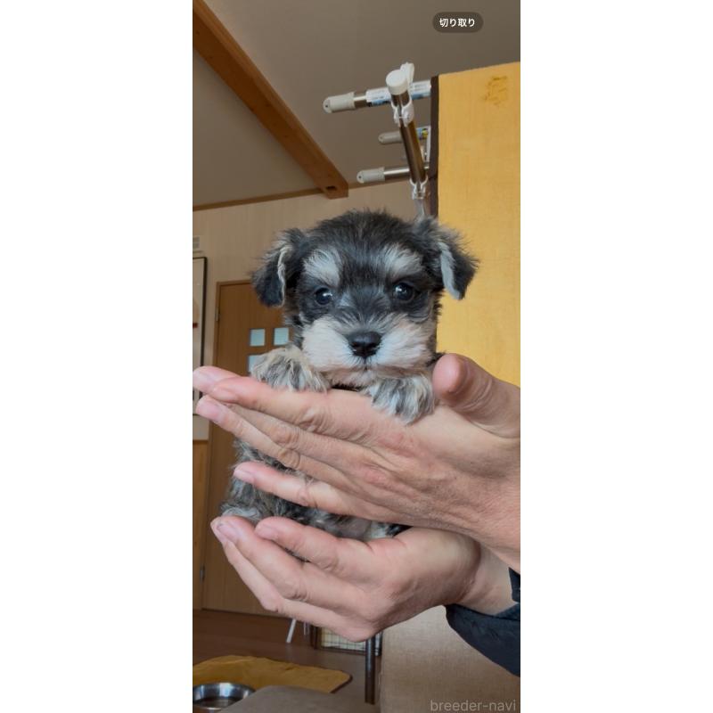 販売中の佐賀県のミニチュアシュナウザー-443585の2枚目