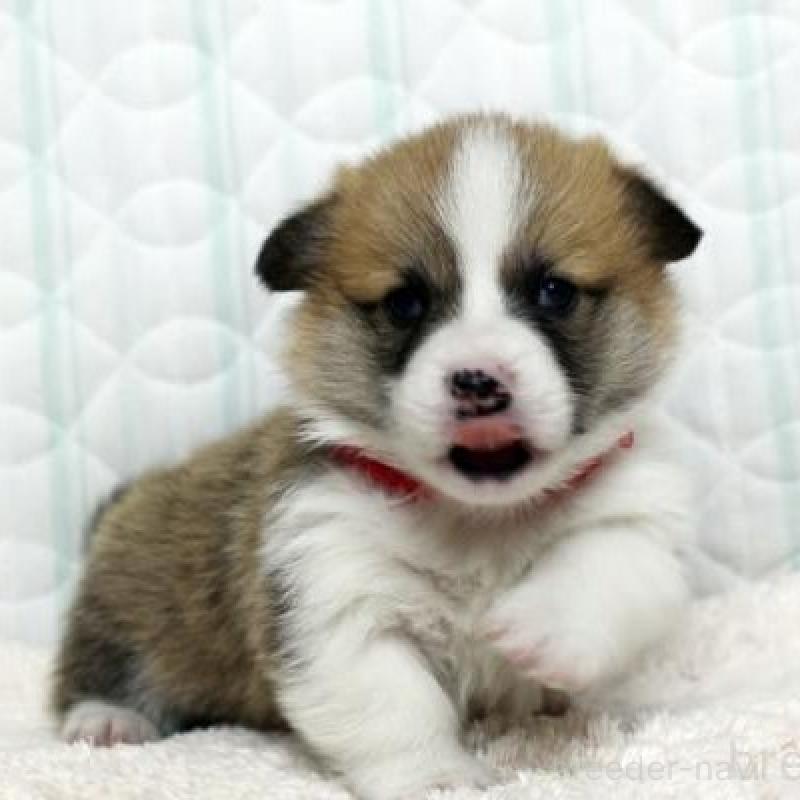 販売中の栃木県のウェルシュコーギーペンブローク-443584