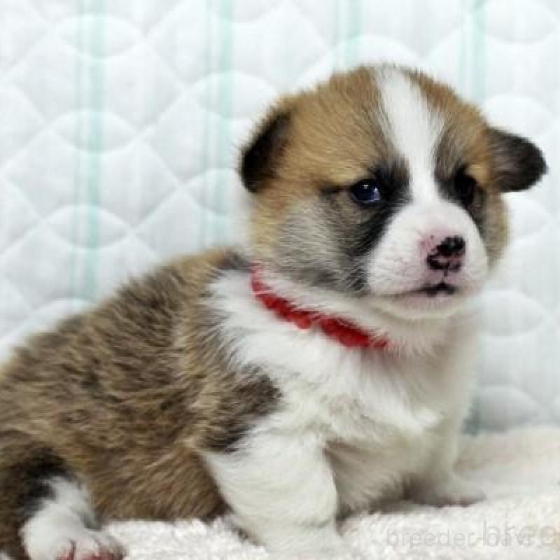 販売中の栃木県のウェルシュコーギーペンブローク-443584の4枚目