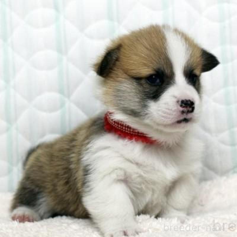 販売中の栃木県のウェルシュコーギーペンブローク-443584の2枚目