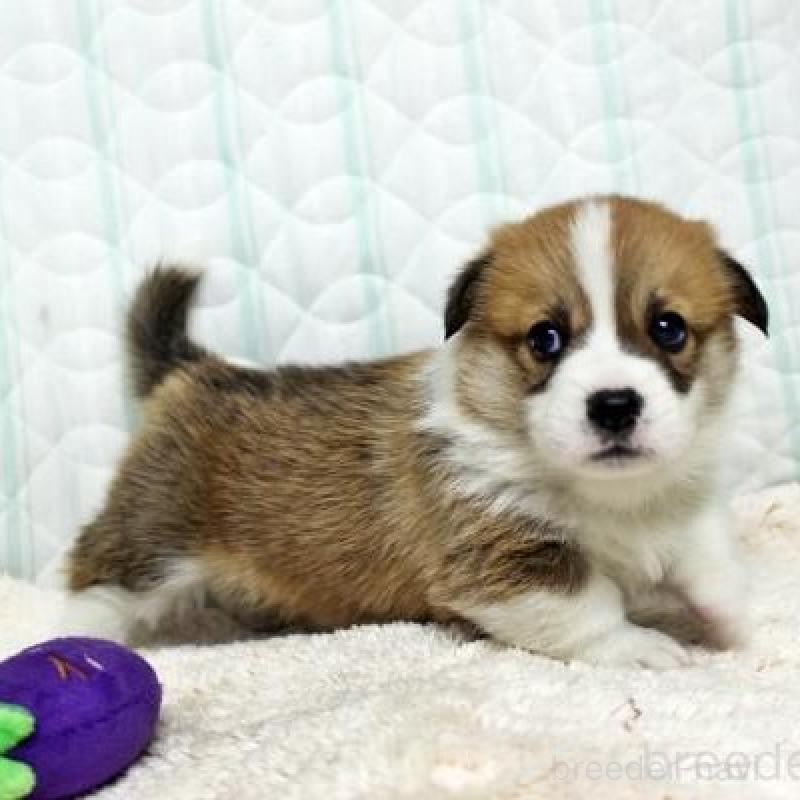 販売中の栃木県のウェルシュコーギーペンブローク-443587の4枚目