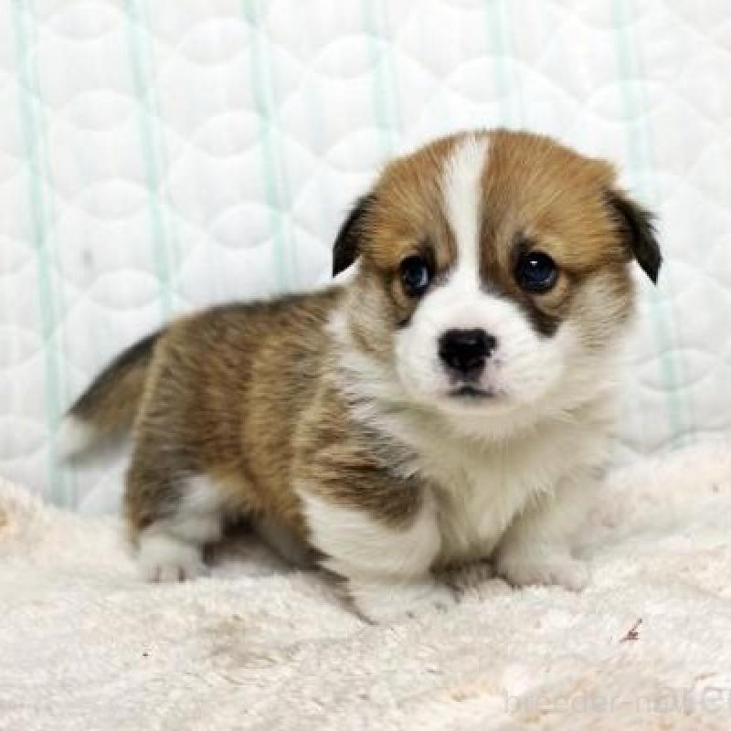 販売中の栃木県のウェルシュコーギーペンブローク-443587の3枚目