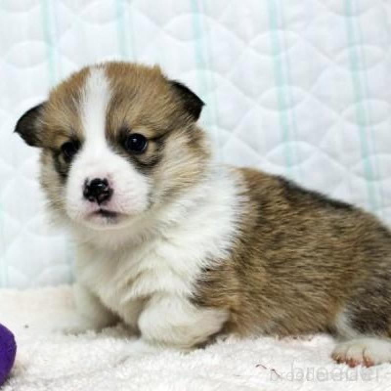 販売中の栃木県のウェルシュコーギーペンブローク-443588の4枚目