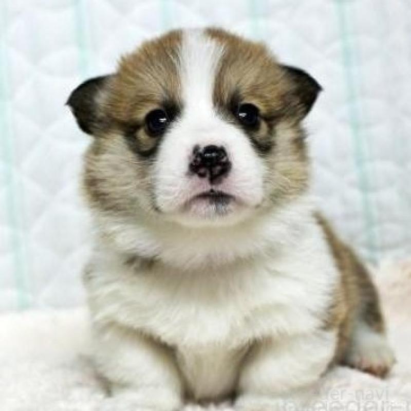 販売中の栃木県のウェルシュコーギーペンブローク-443588の1枚目