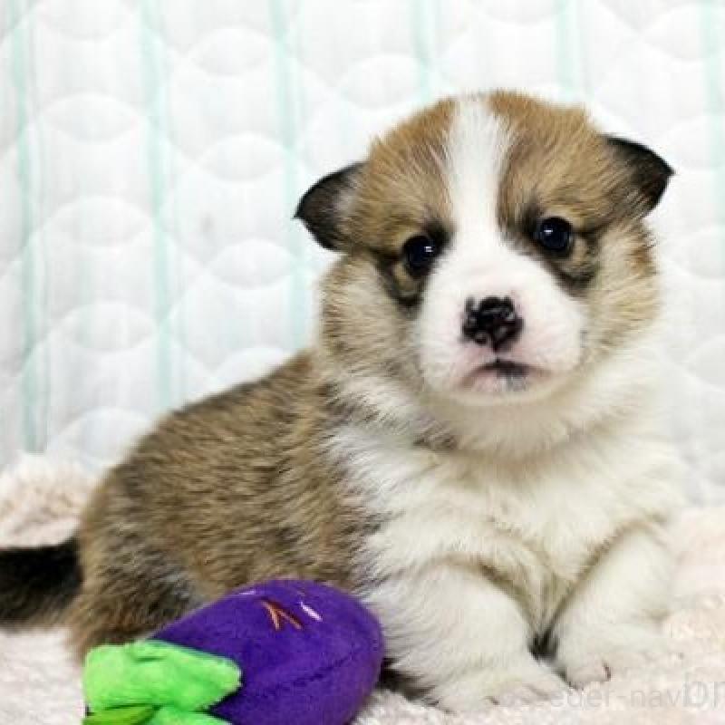 販売中の栃木県のウェルシュコーギーペンブローク-443588の3枚目